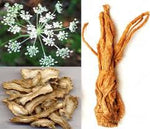 Angelica Polymorpha Sinensis Root Extract