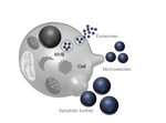 Exosome Particles