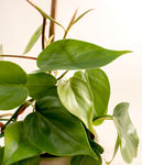 Heartleaf